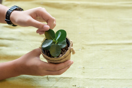 Gardening plant pot in hand of girl over the fabric background, save the earth conceptの写真素材