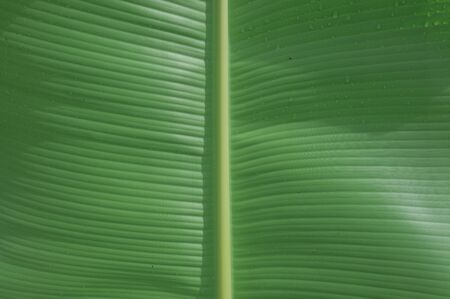 Closeup green  banana leaf textureの写真素材
