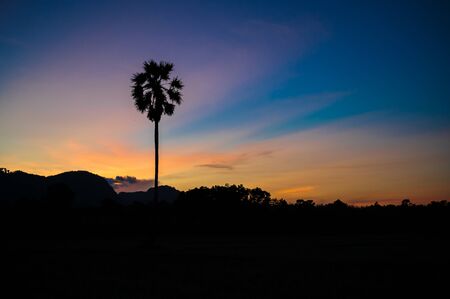 Silhouette of palm tree in field and mountain with colourful sunset skyの写真素材