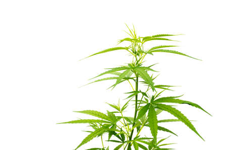 Green cannabis branch leaves isolated on white backgroundの写真素材