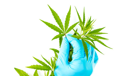 Blue hand glove of scientist selecting green cannabis leaves on branch, isolated on white backgroundの写真素材