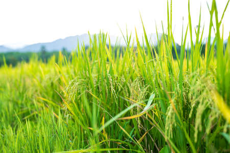 Thai jasmine rice field in south of Thailandの写真素材
