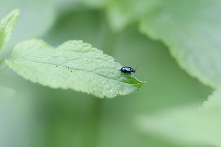 Insect on a leaf close up viewの写真素材