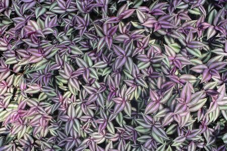 Wandering Jew plants