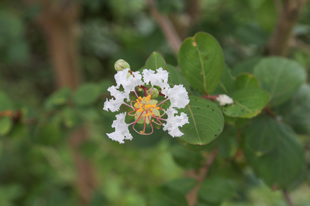 Crape Myrtle flowersの写真素材