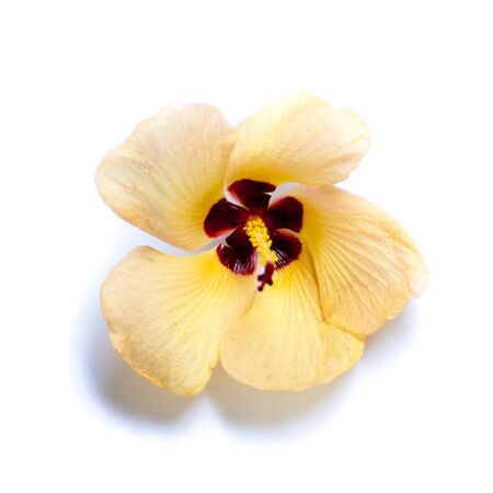 Flower close up view on white backgroundの写真素材