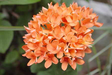 Orange Ixora Flowers Close-up