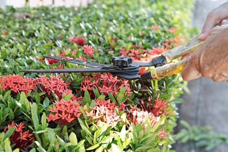 Hands with garden shears cutting a hedge in garden, gardening scissor with cutting hedge in garden,...