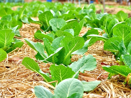 Vegetable garden, garden with young fresh vegetable