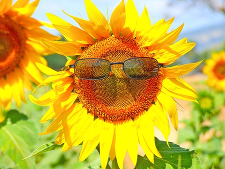 Sunflower with sunglasses and sunflower field blue sky backgroundの写真素材