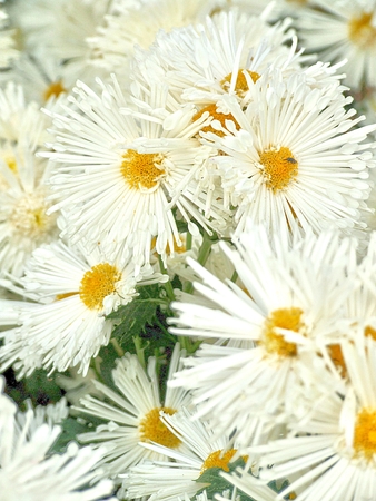 Beautiful white flower background, vintage styleの写真素材