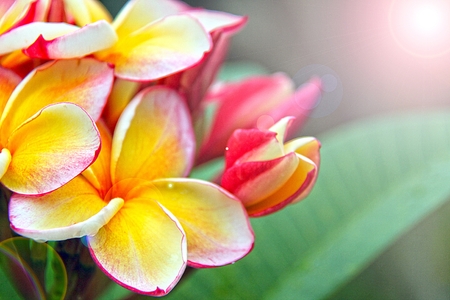 Plumeria flowers with lens flare effect, bunch of beautiful frangipani plumeria flowers with lens flare sunlight effectの写真素材