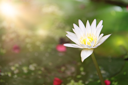Nature or background concept : Beautiful white lotus flower or water lily blooming on pondの写真素材