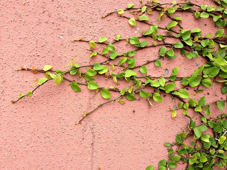 Background of green plant climbing on red wall, Coatbutton on red wall, Red wall covered with green texture backgroundの写真素材