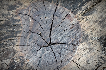 Texture of old tree stump as nature background