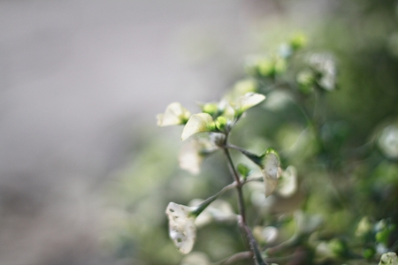 Beautiful white flowers in soft focus on green blurred nature background
