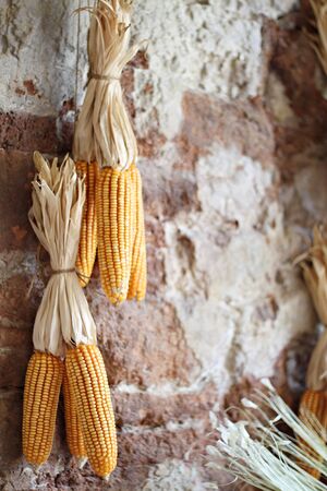 Bunch of yellow dried corn hanging on the brick wall at rural rustic farm houseの写真素材