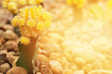 Nature background concept : Small cactus blooming flower in cactus gardenの写真素材