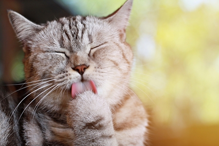 Animals or pets concept : Lovely cat licking his paw for clean his hairs, soft focusの写真素材