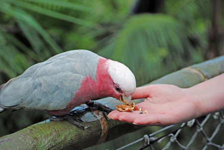 Tenariffaの写真素材