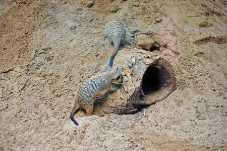 Tenariffaの写真素材