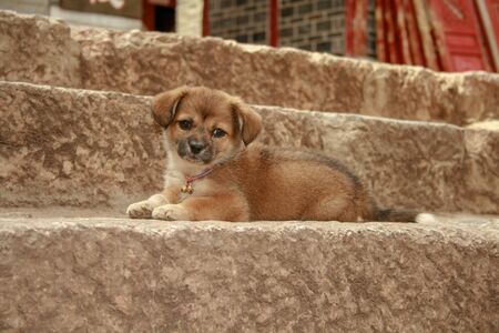stray homeless pekingese mix puppy sitting on the steps looking at the camera with a head tilt