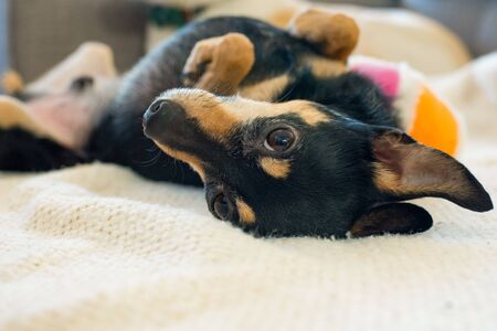 Cute Miniature pinscher mix laying down asking for belly rubs.の写真素材