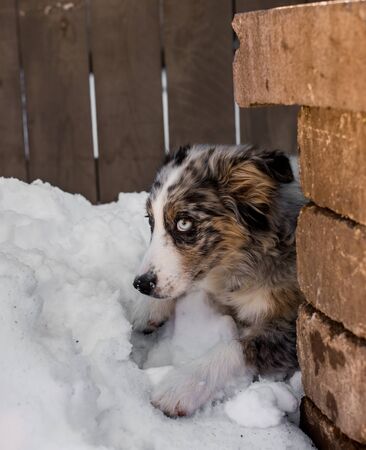 beautiful austrailian shepherd puppy with stunning eyes mischiviously hiding behind a wall in the snowの写真素材