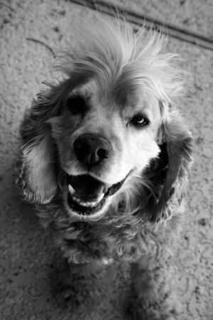 High contrast black and white photo of a shaggy cocker spanielの写真素材