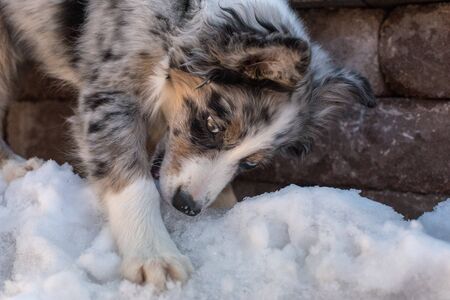australian shepherd puppy playing excitedly in the snowの写真素材