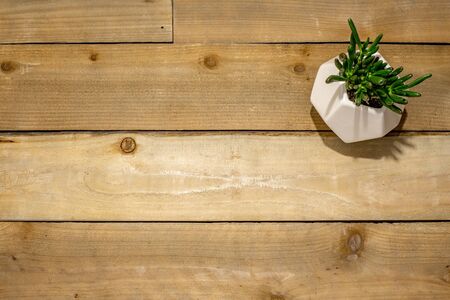 Spoon Jade succulent in a white geometric pot on a rustic distressed wooden backgroundの写真素材