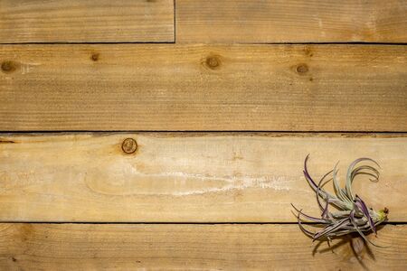 Tillandsia Air Plant on a distressed, rustic wood backgroundの写真素材