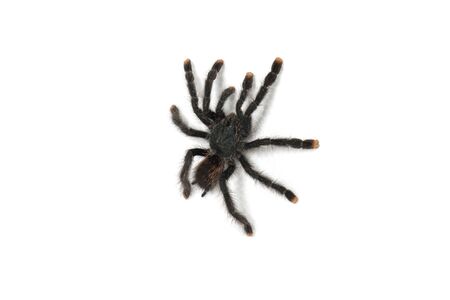 Pink toe tarantula on a white backgroundの写真素材