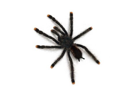 Pink toe tarantula on a white backgroundの写真素材