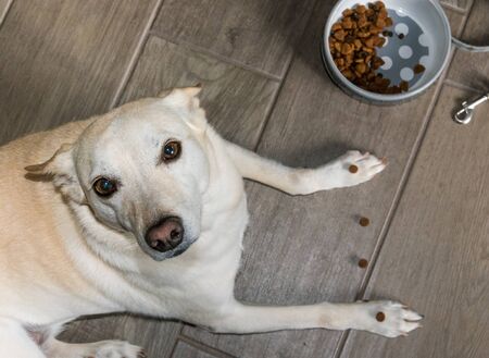 dog waiting to receive treats on paws