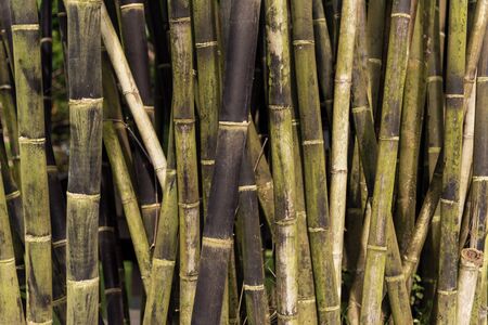 A background texture of bamboo growing wildlyの写真素材