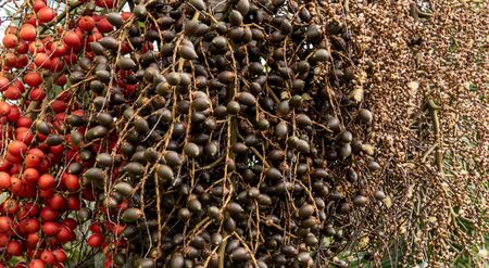 Palm tree with betel nuts in 3 colorsの写真素材