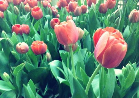 Red Tulipsの素材