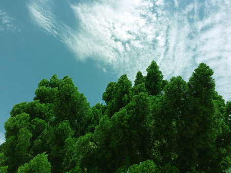 Strong conifer with blue skyの写真素材