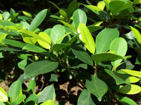 Green leaves closeupの写真素材