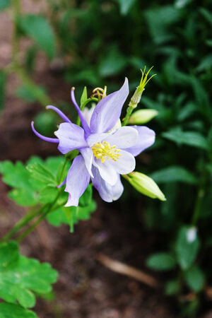 Light purple columbine blossom in Colorado gardenの写真素材