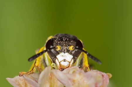 a yellow saw fly with a green background