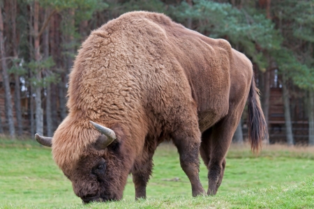 The European bison  Bison bonasus , also known as wisent or the European wood bison, is a Eurasian species of bison の写真素材