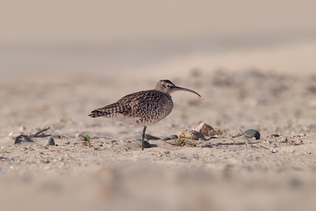 a curlew standing on one leg in it s natural habitat 
