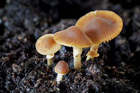 Brown Mushroom Family with Different Sizes and Shapesの写真素材