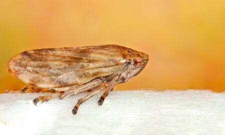 a common Froghopper  Philaenus spumarius  with yellow backgroundの写真素材