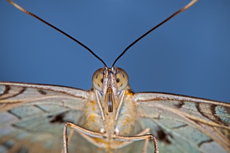 Face to Face with a Butterfly