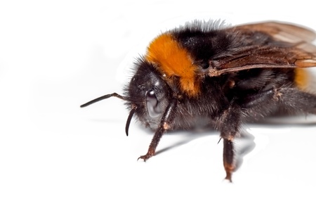 a Bumble Bee Isolated on White Backgroundの写真素材