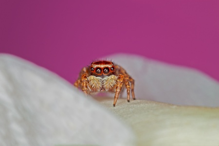 a Small Jumping Spider Amongst White Rose Petalsの写真素材