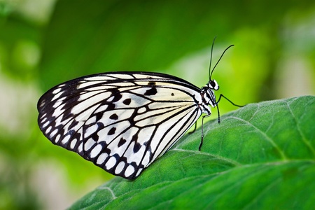 a White Butterfly on a Green Leafの写真素材